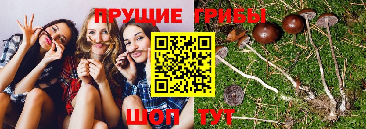 Новоалександровск  Галлюциногенные грибы GOLDEN TEACHER  Вход с VPN 